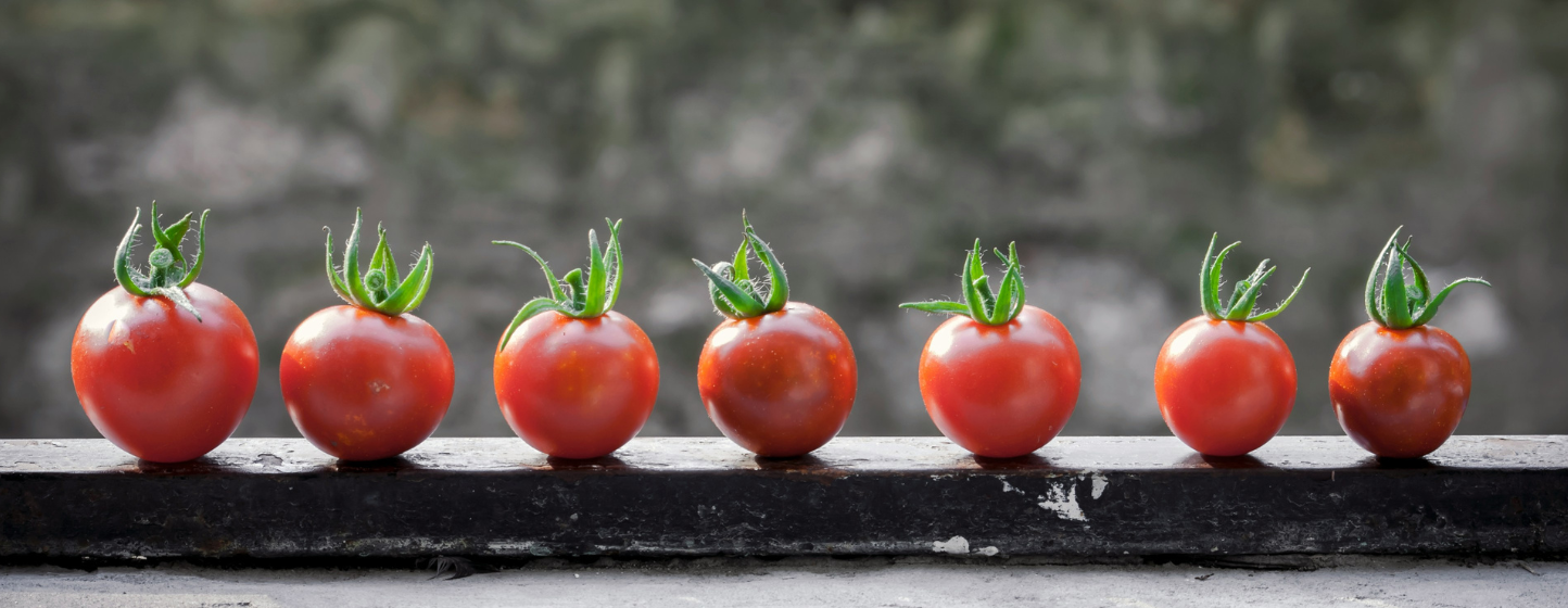 Le Ghana teste des variétés de tomates à haut rendement